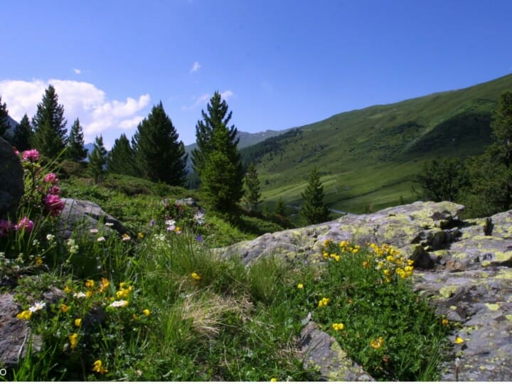 Fluelatal mit Stein und Blumen (C) DDO